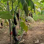 Pensión Turbon 3*